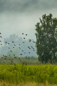 Preview wallpaper tree, birds, grass, field, nature