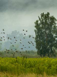Preview wallpaper tree, birds, grass, field, nature