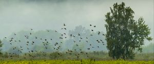 Preview wallpaper tree, birds, grass, field, nature