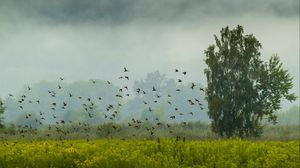 Preview wallpaper tree, birds, grass, field, nature