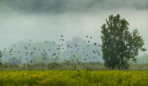 Preview wallpaper tree, birds, grass, field, nature