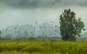 Preview wallpaper tree, birds, grass, field, nature