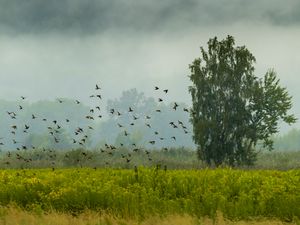 Preview wallpaper tree, birds, grass, field, nature