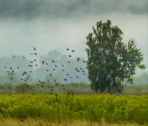 Preview wallpaper tree, birds, grass, field, nature