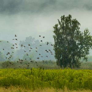 Preview wallpaper tree, birds, grass, field, nature