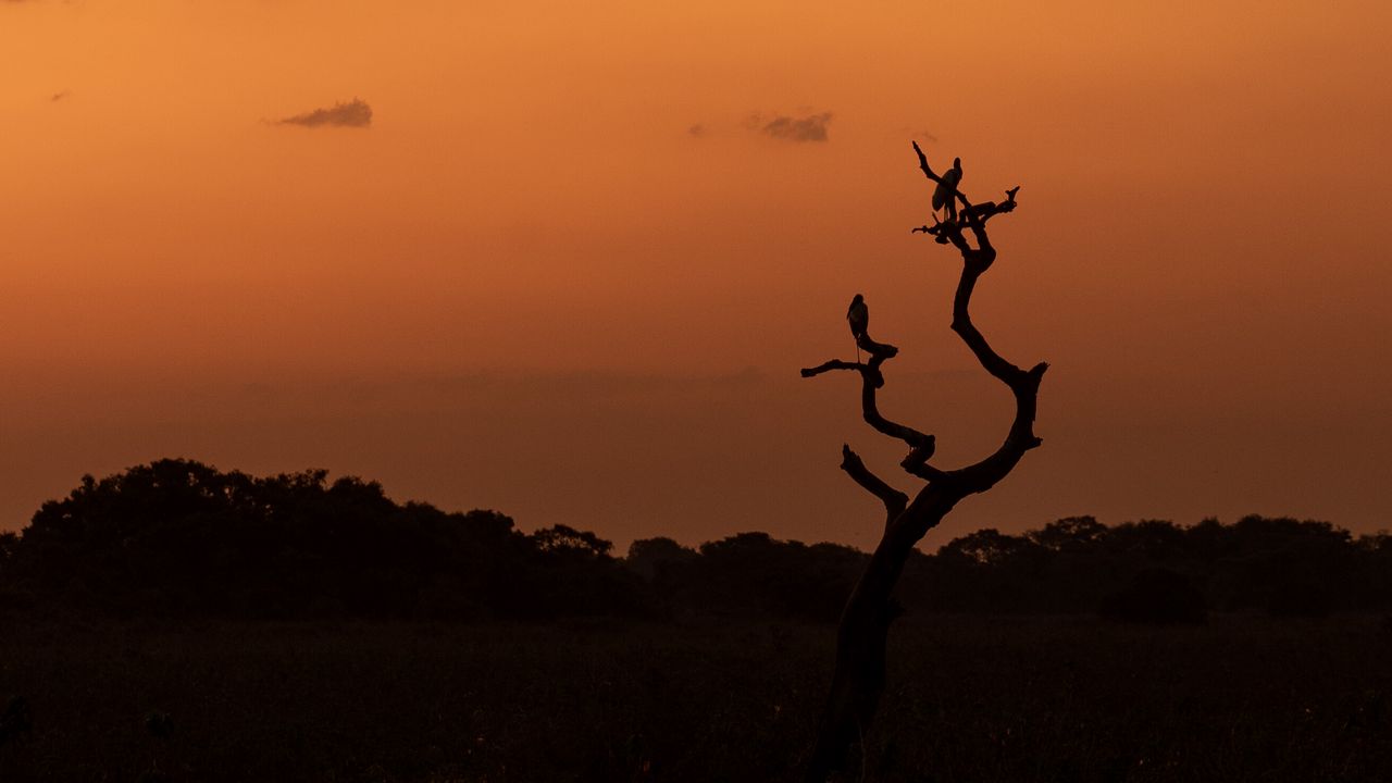 Wallpaper tree, birds, silhouettes, twilight