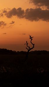 Preview wallpaper tree, birds, silhouettes, twilight