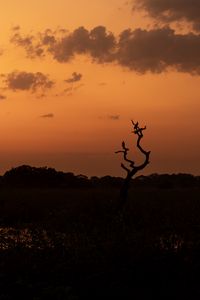 Preview wallpaper tree, birds, silhouettes, twilight