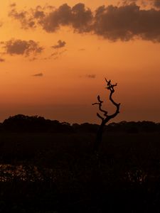 Preview wallpaper tree, birds, silhouettes, twilight