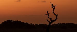 Preview wallpaper tree, birds, silhouettes, twilight