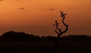 Preview wallpaper tree, birds, silhouettes, twilight