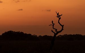 Preview wallpaper tree, birds, silhouettes, twilight