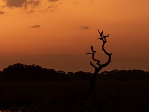 Preview wallpaper tree, birds, silhouettes, twilight