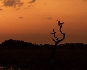 Preview wallpaper tree, birds, silhouettes, twilight