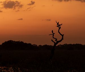 Preview wallpaper tree, birds, silhouettes, twilight