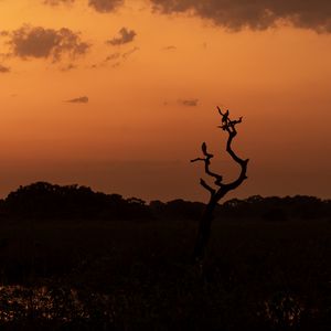 Preview wallpaper tree, birds, silhouettes, twilight