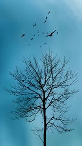 Preview wallpaper tree, birds, sky