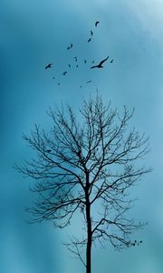 Preview wallpaper tree, birds, sky