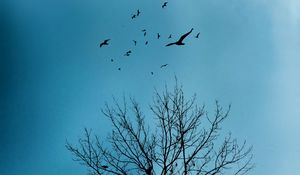 Preview wallpaper tree, birds, sky