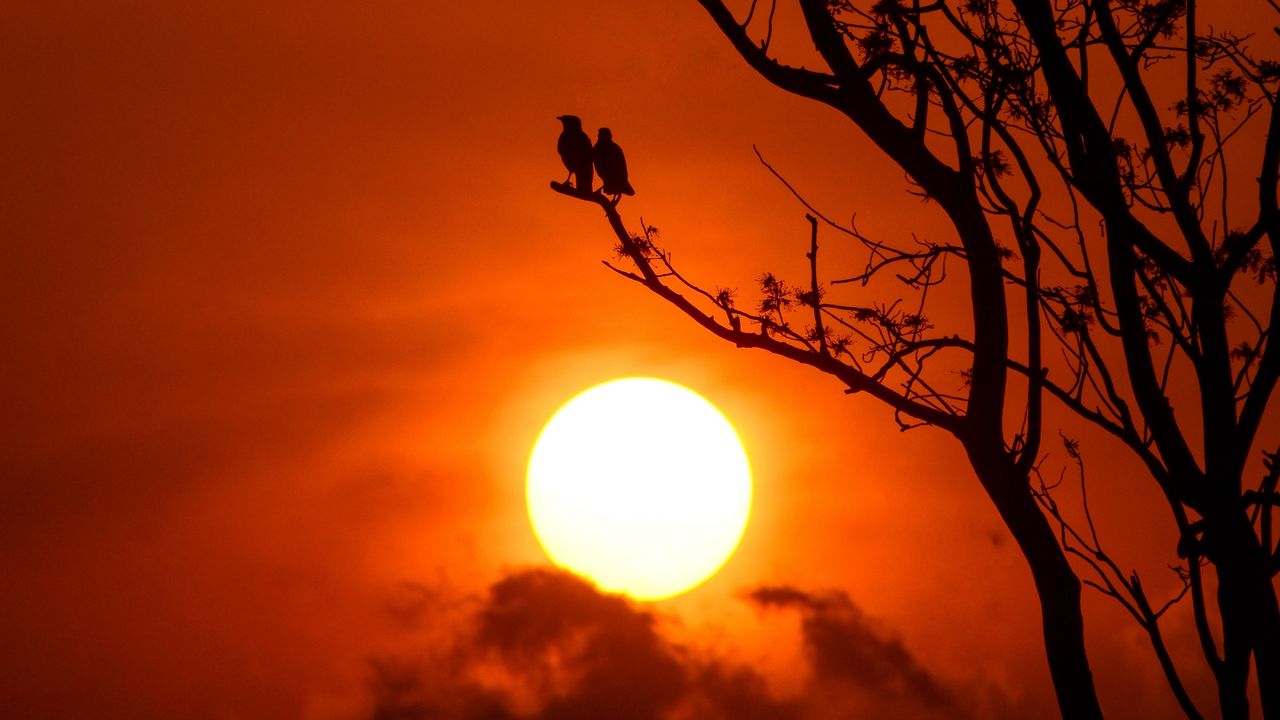 Wallpaper tree, birds, sun, sunset, dusk, evening