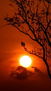 Preview wallpaper tree, birds, sun, sunset, dusk, evening