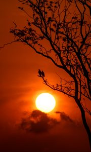Preview wallpaper tree, birds, sun, sunset, dusk, evening