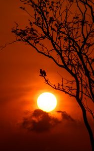 Preview wallpaper tree, birds, sun, sunset, dusk, evening