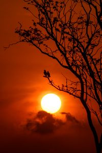 Preview wallpaper tree, birds, sun, sunset, dusk, evening