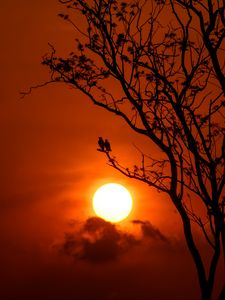 Preview wallpaper tree, birds, sun, sunset, dusk, evening