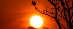 Preview wallpaper tree, birds, sun, sunset, dusk, evening