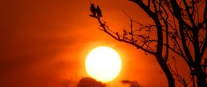 Preview wallpaper tree, birds, sun, sunset, dusk, evening