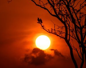 Preview wallpaper tree, birds, sun, sunset, dusk, evening