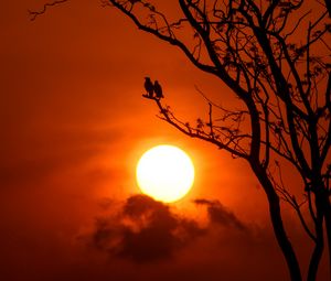 Preview wallpaper tree, birds, sun, sunset, dusk, evening