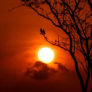 Preview wallpaper tree, birds, sun, sunset, dusk, evening