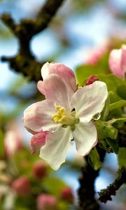 Preview wallpaper tree, blossom, branches