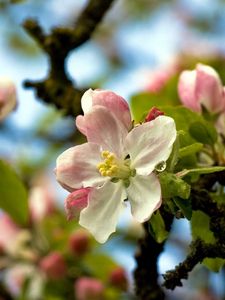 Preview wallpaper tree, blossom, branches