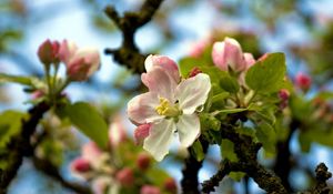 Preview wallpaper tree, blossom, branches