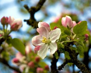 Preview wallpaper tree, blossom, branches