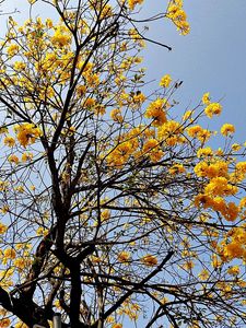 Preview wallpaper tree, blossom, sky