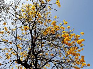 Preview wallpaper tree, blossom, sky