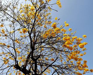 Preview wallpaper tree, blossom, sky