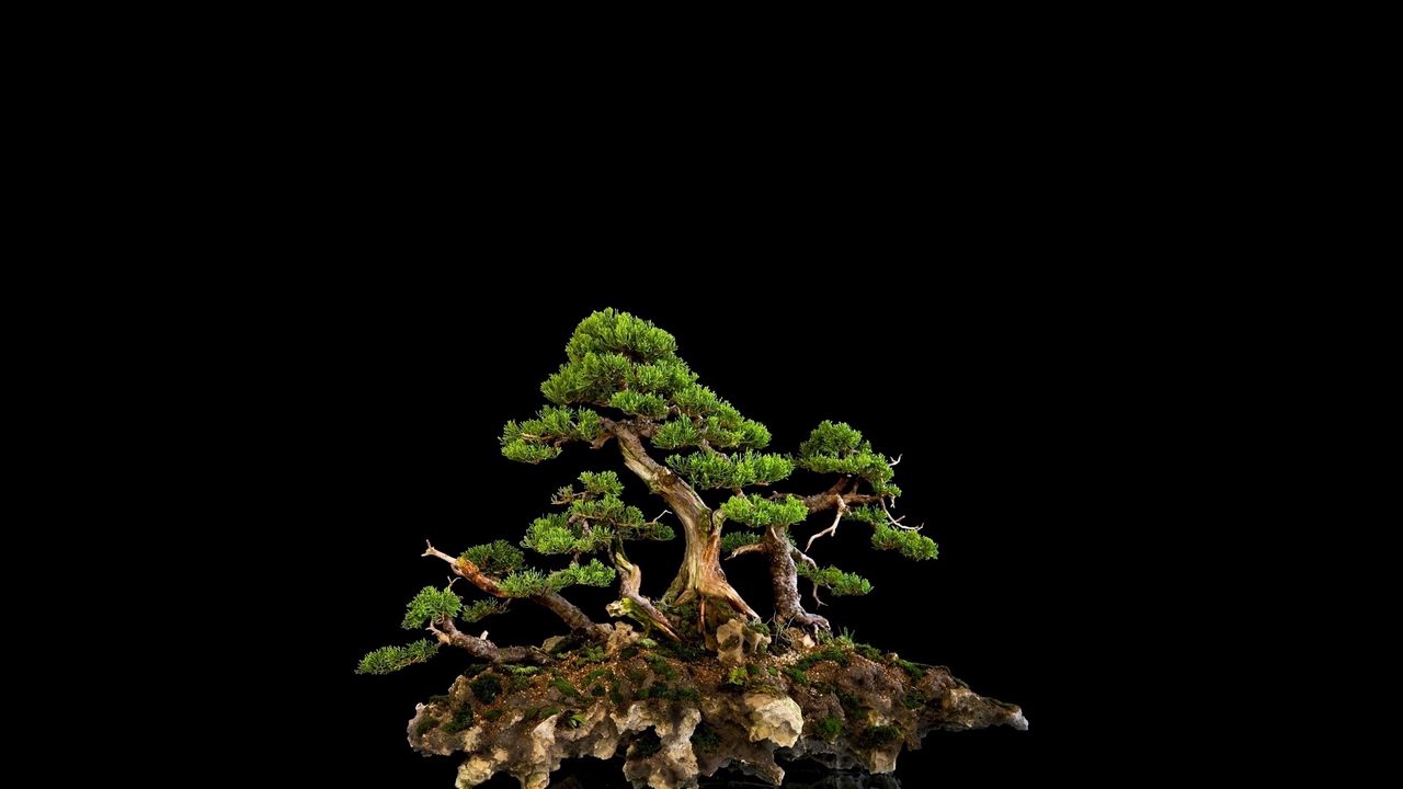 Wallpaper tree, bonsai, black background