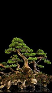 Preview wallpaper tree, bonsai, black background