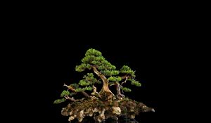 Preview wallpaper tree, bonsai, black background