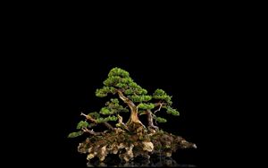 Preview wallpaper tree, bonsai, black background