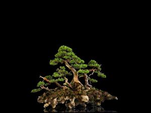 Preview wallpaper tree, bonsai, black background