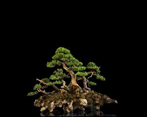 Preview wallpaper tree, bonsai, black background