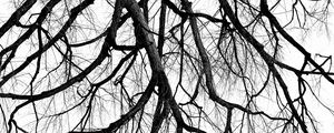 Preview wallpaper tree, branch, bw, minimalism