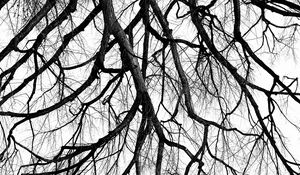 Preview wallpaper tree, branch, bw, minimalism