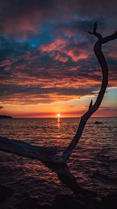 Preview wallpaper tree, branch, dry, sea, sunset, nature